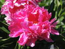 Monsieur Adam Modzelewsky peony photo