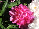 Monsieur Adam Modzelewsky peony photo