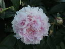 P. lactiflora 'Konigin Wilhelmina' peony photo