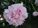 P. lactiflora 'Konigin Wilhelmina' peony photo