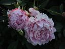 P. lactiflora 'Konigin Wilhelmina' peony photo