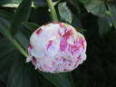 P. lactiflora 'Konigin Wilhelmina' peony photo