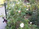 Belle de Terre Franche rose photo