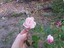 Noisette Moschata rose photo