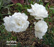 Ave Maria rose photo