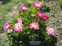 Madame Marcel Gay peony photo