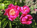 Madame Marcel Gay peony photo