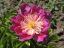 Madame Marcel Gay peony photo