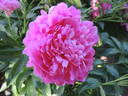 Princess Margaret peony photo