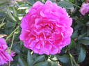 Princess Margaret peony photo