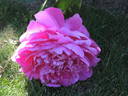 Princess Margaret peony photo