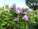 Bouquet Perfect peony photo