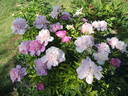 Bouquet Perfect peony photo