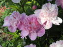 Bouquet Perfect peony photo