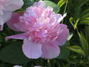 Bouquet Perfect peony photo