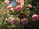 La Follette rose photo