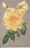 Jaune d'Or rose photo