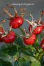 Vitalrose Autumn Pride rose photo