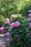 Vitalrose Autumn Pride rose photo
