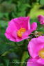 Vitalrose Autumn Pride rose photo