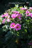 Vitalrose Autumn Pride rose photo