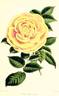 Lord Eldon rose photo