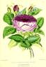 Oxonian rose photo