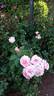 My Josephine rose photo