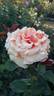 Paco Rabanne rose photo