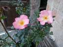 ALB21213P rose photo