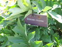 Border Charm peony photo