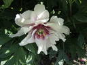 Cora Louise peony photo