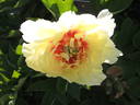 Yellow Heaven peony photo