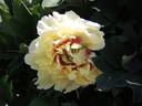 Yellow Dream peony photo