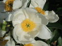 Pico peony photo