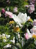 Pico peony photo