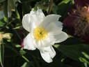 Pico peony photo