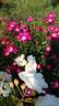 Grand-Duc Jean rose photo