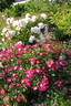 Grand-Duc Jean rose photo
