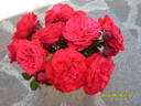 Cardinale Alberoni rose photo