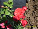 Cardinale Alberoni rose photo
