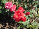 Cardinale Alberoni rose photo