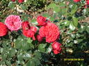 Cardinale Alberoni rose photo