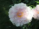 Reine Hortense peony photo