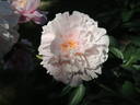Reine Hortense peony photo