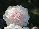 Reine Hortense peony photo