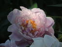 Reine Hortense peony photo