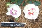Eyeconic rose photo