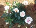 Eyeconic rose photo