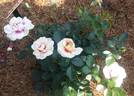 Eyeconic rose photo